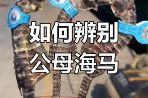海马和鲸鱼属于哺乳动物吗？真相揭秘