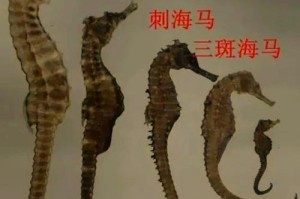 海马属于鱼类还是其他生物类别