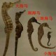 海马属于鱼类还是其他生物类别