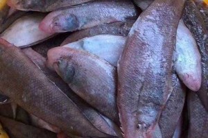 淡水鱼舌头图片大全及结构解析