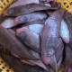 淡水鱼舌头图片大全及结构解析