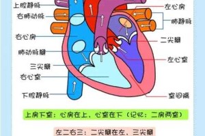 海洋生物的心脏结构与功能解析