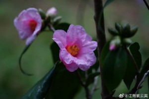浮生陌上花开时