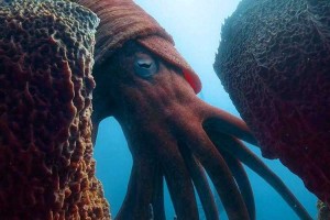 海洋之王：揭秘地球上最强大的海洋生物