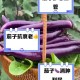 紫色茄子图标App下载  茄子主题应用推荐与功能介绍