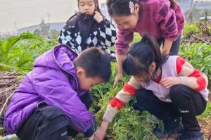 浪漫二人世界：拔萝卜与爱的结晶