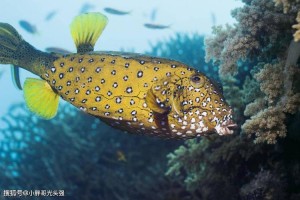 海洋中哪些鱼类是真正的鱼