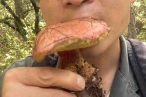 见手青中毒事件引发全网热议，见手青中毒事件引爆全网安全警示