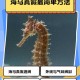 海马是鱼吗？与鲸鱼对比揭秘真正鱼类