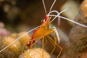 海底清洁工是什么动物？揭秘海洋清道夫