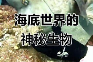 海洋之最：10种最神奇的海洋动物