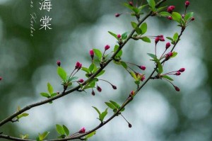 海棠依旧：岁月静好，花开如初