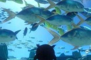 海底世界开放了蛋仔派对