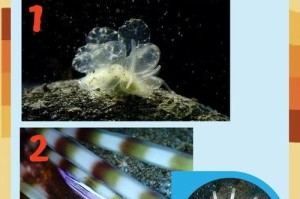 海洋生物无毛原因解析