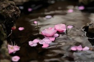 浮花浪蕊：绽放瞬间的绝美与凋零