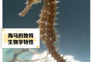 海马属于鱼类吗？揭秘海马的真实分类