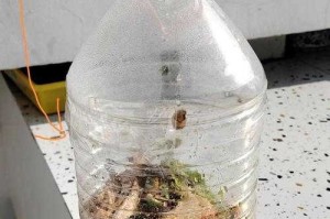 液体肥料桶怎么用我的世界 效果 肥料 效果