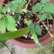 含羞草免费剧背景震撼，催泪伏笔情节揭秘