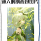 纳西妲：身手非凡，腿法娴熟，脚法精湛