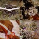 海藻缠身的动物：揭秘海洋中的伪装大师