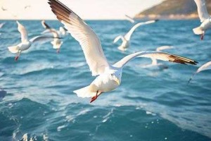 海鸥：海洋生态的清道夫