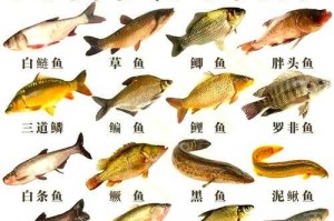 淡水鱼舌头结构图解及特征解析