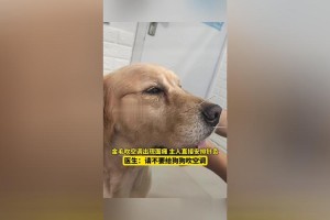 事件回顾，金毛疑餐馆蹭空调被打死主人发声，金毛犬因蹭空调遭餐馆人员击毙 主人公开回应事件