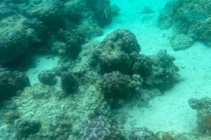 海龟蛋在哪里我的世界 在哪里，海龟 沙滩