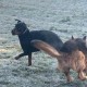 南京街头惊现未拴杜宾犬 警方启动养犬人排查，南京街头未拴杜宾犬致排查 警方锁定犬主追责