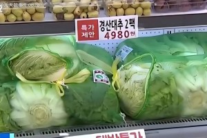 韩国高温致大白菜价格暴涨事件全解析，韩国高温催生大白菜价格飞涨现象深度剖析
