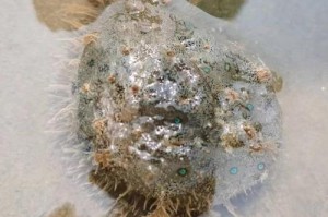 海兔是鱼吗？揭秘海兔的真实身份