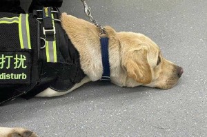 1.警犬入列，杭州地铁的新成员，警犬上岗护平安，杭州地铁迎新地铁卫士