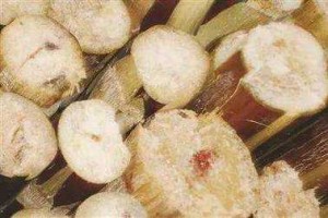 清明甘蔗毒过蛇？霉变红芯别入口