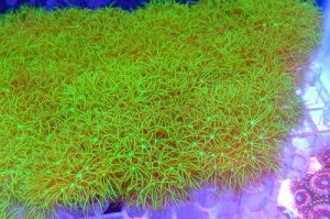 海草怎么放迷你世界视频 视频，海草 迷你