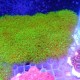 海草怎么放迷你世界视频 视频，海草 迷你