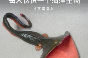 深海吞食鱼海鲂的捕食奥秘与生态习性