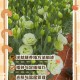 洋桔梗的种植技巧与养护方法