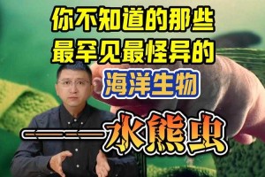 海洋中的瞌睡大王：揭秘最懒海洋生物