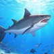 海洋之星2捕鱼官方正版下载-最新手机版安装