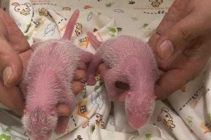 颠覆认知！熊猫幼崽出生真相2025