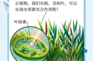 海草怎么放迷你世界视频