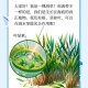 海草怎么放迷你世界视频