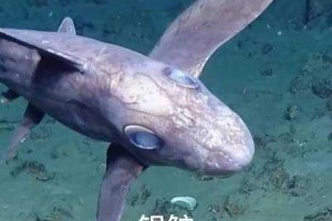 深海鬼鲨：揭秘神秘掠食者的生存之谜
