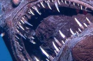 深海奇鱼：15种怪异鱼类实拍图集