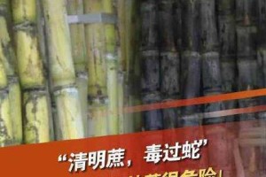 清明蔗毒过蛇真相：霉变甘蔗危害大