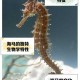 海马是鱼类吗？与海豚对比解析