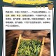 西湖龙井的历史底蕴与文化传承，西湖龙井，历史底蕴与文化传承的千年交融