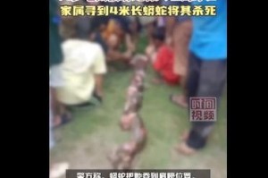 印尼8米巨蟒吞人事件深度解析，农村安全警示录，印尼8米巨蟒袭击致人遇难，农村生态安全敲响警钟
