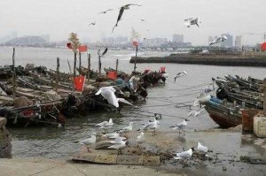 海鸥为何被称为海上清洁工