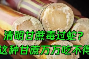 清明甘蔗毒如蛇？食用需谨慎